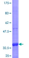 Human PRF1 / Perforin Protein (Recombinant GST, N-terminus)