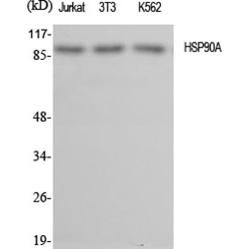 Polyclonal Rabbit anti-Human HSP90AA1 / Hsp90 Alpha A1 Antibody (660-740 aa, C-terminal, IHC, IF, WB)