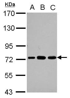 Polyclonal Rabbit anti-Human PABPC3 Antibody (IHC, WB)