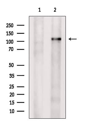 CNOT3 Antibody