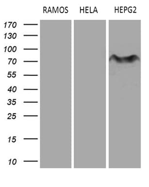 Monoclonal Mouse anti-Human MYCN / N-myc Antibody (clone OTI2E5, Carrier-free, aa229-464, WB)