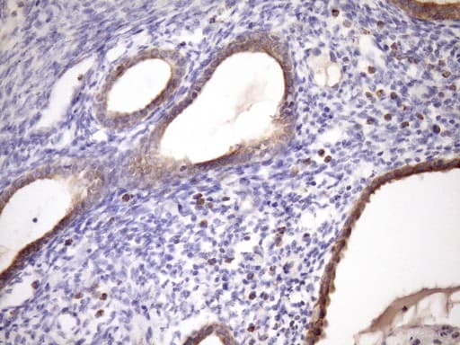 GLOD2 / MCEE Antibody (clone OTI1B5, Carrier-free)