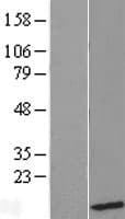 UBL5 Protein (Over-Expression Lysate Myc-DDK (Flag))