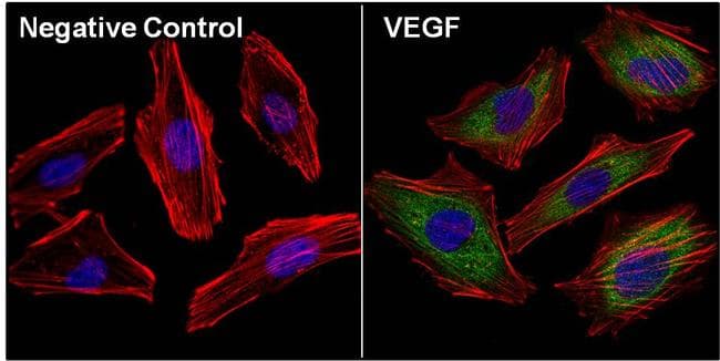 VEGFA / VEGF Antibody (clone 16F1)