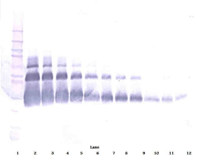 VEGFA / VEGF Antibody (Biotin)