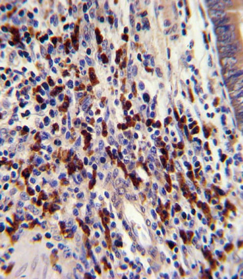 CNOT8 Antibody (aa227-255)