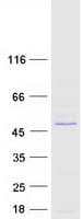 Human TRIM10 Protein (Recombinant Myc-DDK (Flag))
