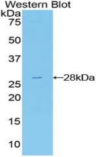 FRS2 Antibody (aa239-449, APC)