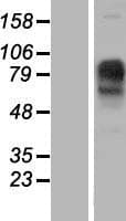 IMPG1 Protein (Over-Expression Lysate Myc-DDK (Flag))