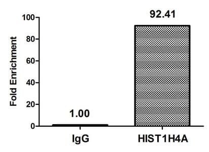 HIST1H4I Antibody