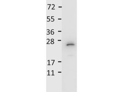 Polyclonal Rabbit anti-Mouse IL27 Antibody (HRP, IHC, WB)