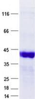 Human YBEY / C21orf57 Protein (Recombinant GST, N-terminus + His, C-terminus)