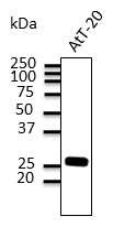 IHC-plus™ Rab3 Antibody (C-Terminus)