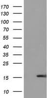 UBL4A Antibody (clone OTI2E2)