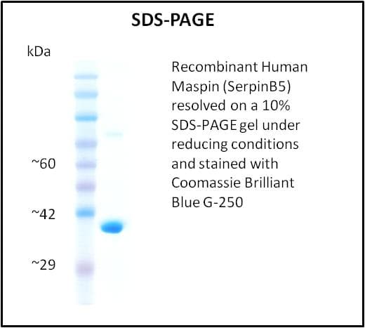 Human SERPINB5 / Maspin Protein (Recombinant)