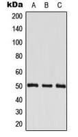 EF1G / EEF1G Antibody (Internal)