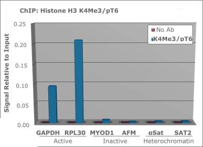HIST3H3 Antibody (Me3-Lys4/phospho-Thr6)