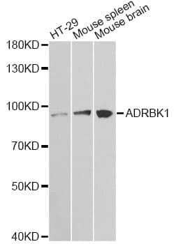ADRBK1 / GRK2 Antibody