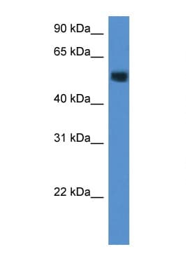 Polyclonal Rabbit anti-Mouse CHST2 Antibody (aa230-279, WB)