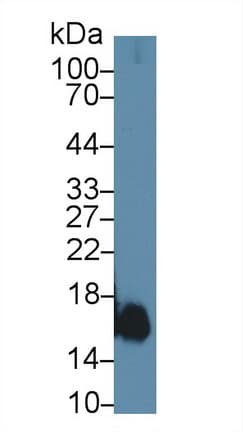 MB / Myoglobin Antibody (aa1-154, Biotin)