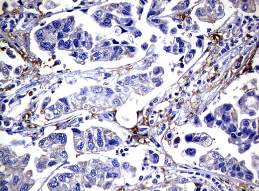 CD32A Antibody (clone UMAB60)