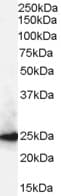 IHC-plus™ CBX1 / HP1 Beta Antibody (aa69-81)