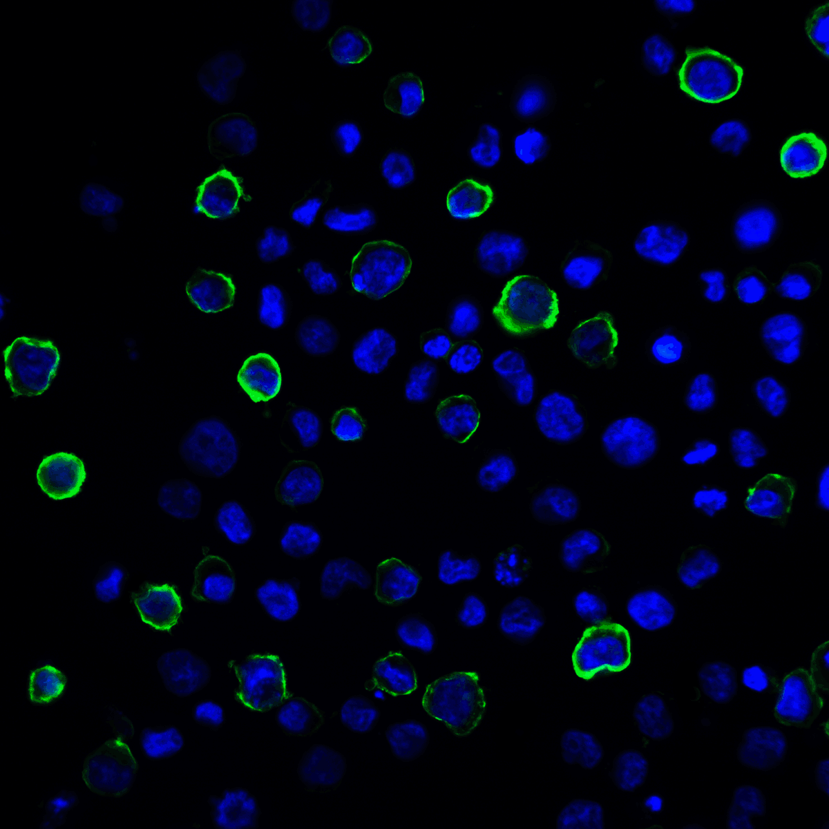 IHC-plus™ PD-L2 / PDCD1LG2 / CD273 Antibody (clone 8C12)