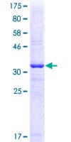 Human GRM1 / MGLUR1 Protein (Recombinant GST, N-terminus)