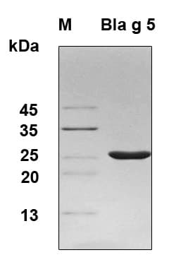 Blattella germanica Glutathione S-Transferase Protein (Recombinant 6His, N-terminus)