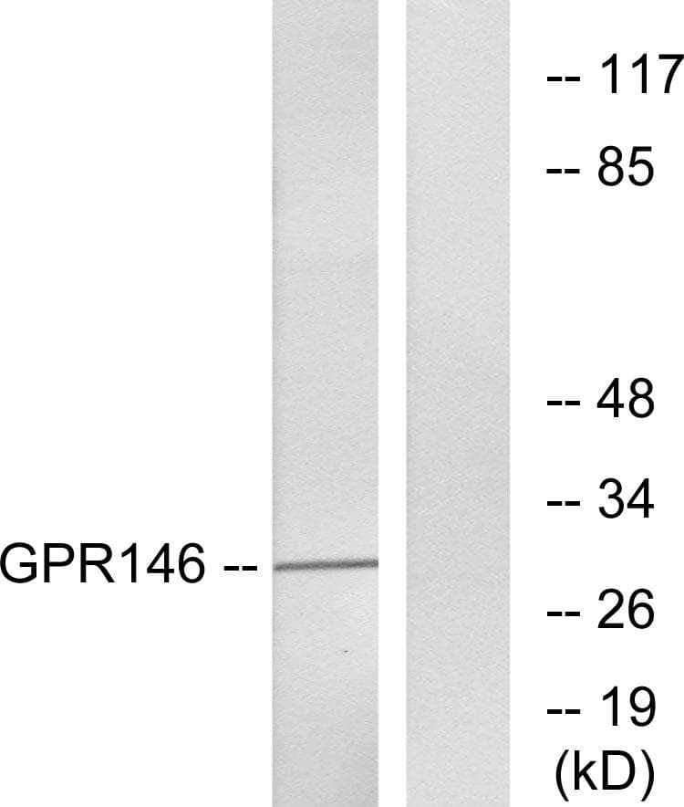 GPR146 Antibody