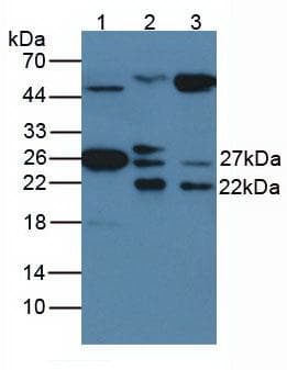 HSPB1 / HSP27 Antibody (APC)