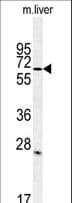 LINGO1 Antibody (aa575-603)