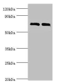 DHX58 / LGP2 Antibody (aa389-678)