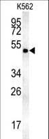 MINPP1 Antibody (aa28-55)