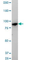 MAN1B1 Antibody (clone 6B1)
