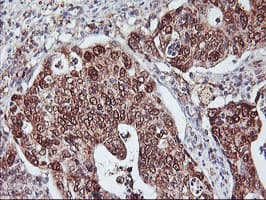 NLN / Neurolysin Antibody (clone OTI2H1, Carrier-free)