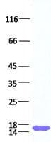 Human FGF1 / Acidic FGF Protein (Recombinant)
