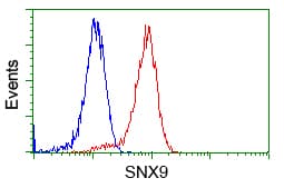 SNX9 / WISP Antibody (clone OTI2E1)