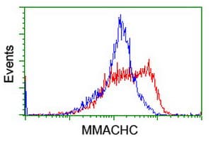 MMACHC Antibody (clone OTI6B5)