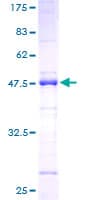 Human SRSF2 / SC35 Protein (Recombinant GST)