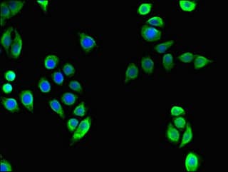 Polyclonal Rabbit anti-Human TECPR2 Antibody (IHC, IF)