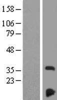 NDUFAF3 Protein (Over-Expression Lysate Myc-DDK (Flag))