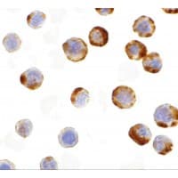 IHC-plus™ CASP6 / Caspase 6 Antibody