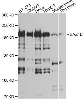 BAZ1B / WSTF Antibody