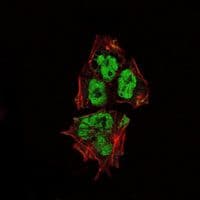 SOX2 Antibody (clone 10F10)