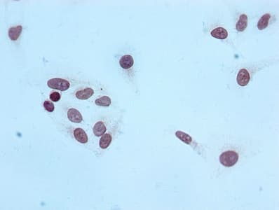 HIST1H4I Antibody