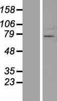 ZNF800 Protein (Over-Expression Lysate Myc-DDK (Flag))