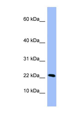 PIN4 Antibody (C-Terminus)