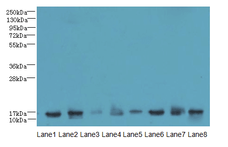 CLP / COTL1 Antibody (Biotin)