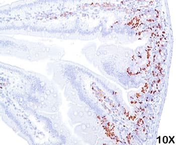 Monoclonal Mouse BrdU Antibody (clone BRD469, Azide-free,BSA-free, IHC, IF)